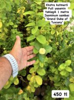 3’lü Kokulu Yasemin Seti (Jasminum spp.) - Görsel 2