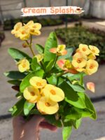 11’li Dikenler Tacı Seti (Euphorbia milii) - Görsel 11