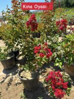3’lü Oya Çalısı Seti (Lagerstroemia indica)
