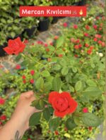 Mercan Kıvılcımı Saksıda Gül (Rosa)
