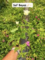 7 li mini sarmaşık begonvil seti (Bougainvillea) - Görsel 5