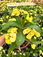 11’li Dikenler Tacı Seti (Euphorbia milii) - Görsel 9