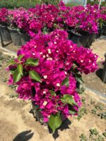 XXL Boy Fuşya Bodur Begonvil (Bougainvillea)