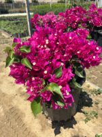 İkili XXL Büyük Boy Bodur Begonvil Seti (Bougainvillea) - Görsel 4