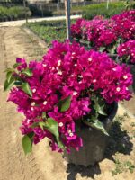 XXL Boy Fuşya Bodur Begonvil (Bougainvillea) - Görsel 3