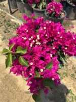 XXL Boy Fuşya Bodur Begonvil (Bougainvillea) - Görsel 2