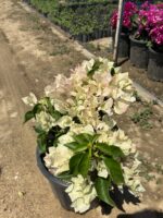 XXL Beyaz Bodur Begonvil (Bougainvillea) - Görsel 2