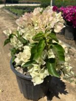 XXL Beyaz Bodur Begonvil (Bougainvillea)