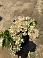 XXL Beyaz Bodur Begonvil (Bougainvillea) - Görsel 3
