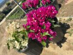 İkili XXL Büyük Boy Bodur Begonvil Seti (Bougainvillea) - Görsel 2
