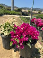 İkili XXL Büyük Boy Bodur Begonvil Seti (Bougainvillea)