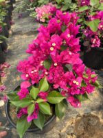 İkili XL Bodur Begonvil Seti (Bougainvillea) - Görsel 3