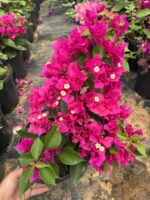 XL Boy Fuşya Bodur Begonvil (Bougainvillea) - Görsel 3