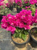 XL Boy Fuşya Bodur Begonvil (Bougainvillea) - Görsel 4