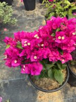 İkili XL Bodur Begonvil Seti (Bougainvillea)