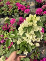 XL Beyaz Bodur Begonvil (Bougainvillea) - Görsel 2