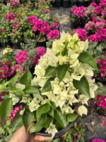 İkili XL Bodur Begonvil Seti (Bougainvillea) - Görsel 2