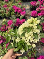 XL Beyaz Bodur Begonvil (Bougainvillea) - Görsel 3