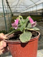Pembe Kohleria Küpelisi (Kohleria) - Görsel 3