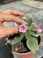 Pembe Kohleria Küpelisi (Kohleria) - Görsel 5