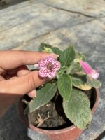 Pembe Kohleria Küpelisi (Kohleria) - Görsel 2