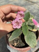 Pembe Kohleria Küpelisi (Kohleria)