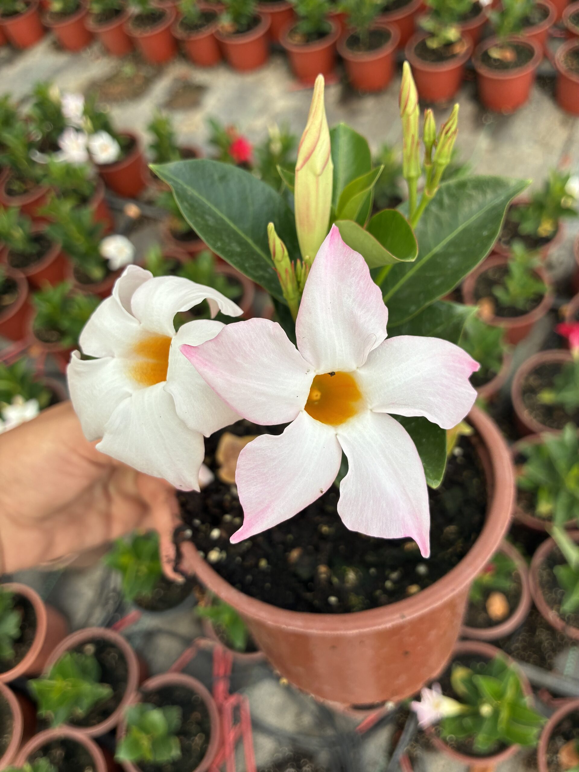 IMG_2036 Pamuk Prenses Sandavilla Mandavilla Sarmaşığı (Mandevilla sanderi) - Görsel 1