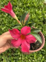 Kiraz Ateşi Sandavilla Mandavilla Sarmaşığı (Mandevilla sanderi)