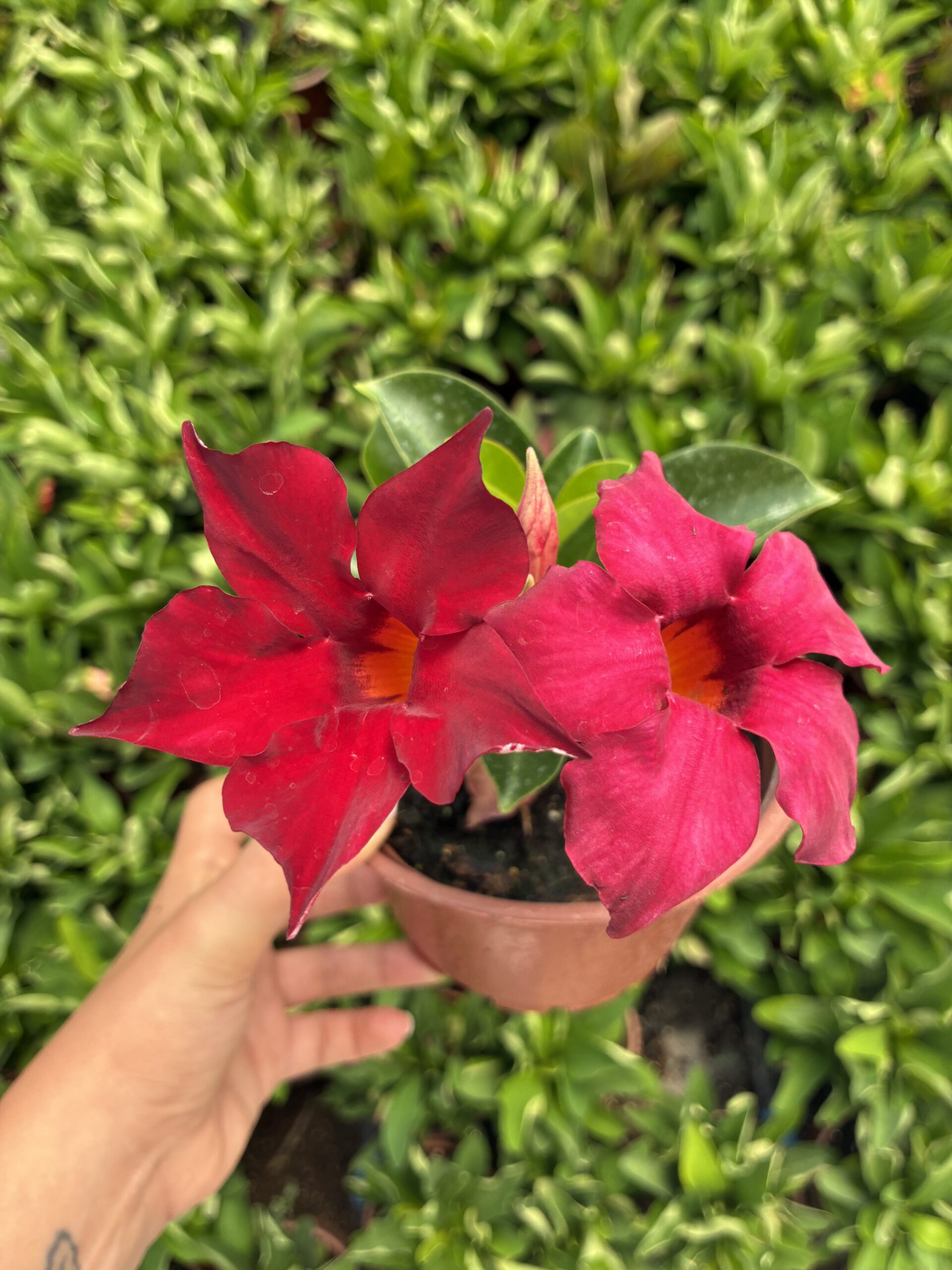 IMG_2053 Ateş Yakutu Sandavilla Mandavilla Sarmaşığı (Mandevilla sanderi) - Görsel 1