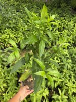 Melisa Çiçeği (Cestrum nocturnum)
