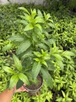 Melisa Çiçeği (Cestrum nocturnum) - Görsel 3