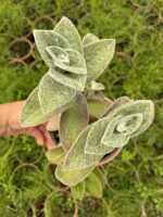 Beyaz Kadife (Tradescantia sillamontana) - Görsel 4