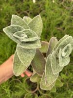 Beyaz Kadife (Tradescantia sillamontana) - Görsel 2