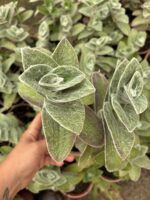 Beyaz Kadife (Tradescantia sillamontana)