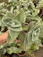 Beyaz Kadife (Tradescantia sillamontana) - Görsel 3