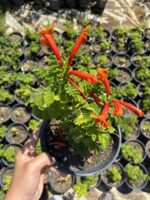 Turuncu Acem Borusu (Campsis radicans) - Görsel 3