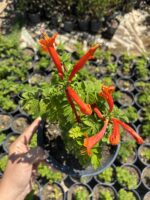 Turuncu Acem Borusu (Campsis radicans) - Görsel 2