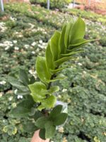 Zamia Bitkisi (Zamioculcas zamiifolia) - Görsel 3