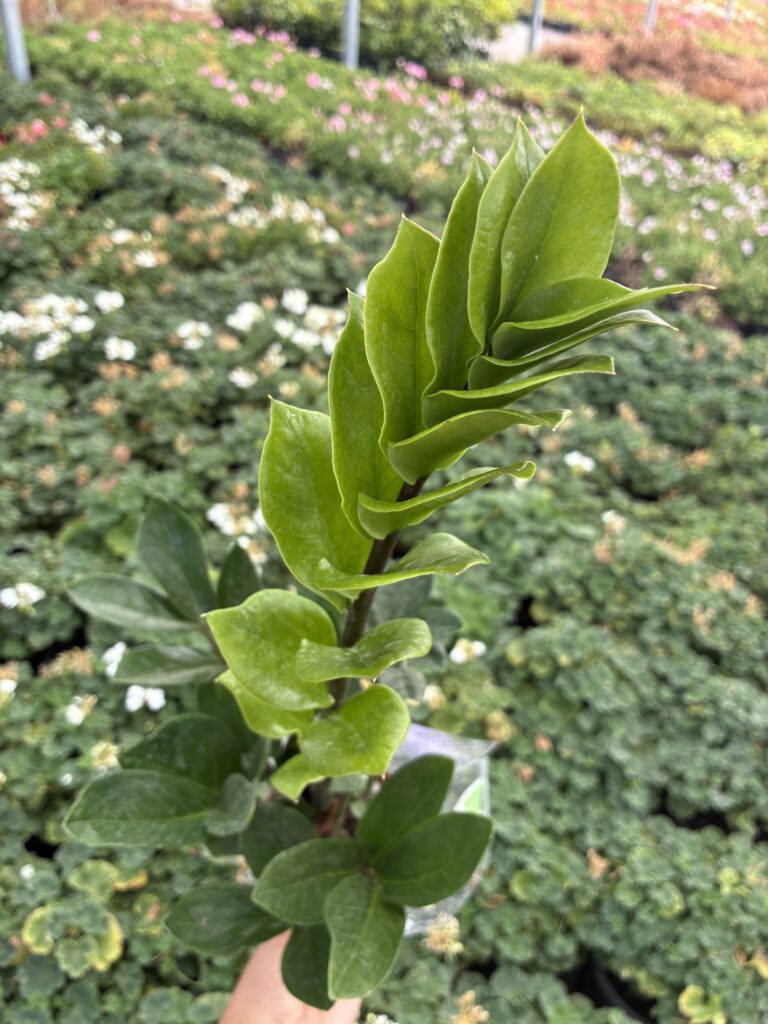 Zamioculcas sürgününde açılmakta olan yeşil yaprakçıklar