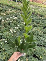 Zamia Bitkisi (Zamioculcas zamiifolia) - Görsel 2