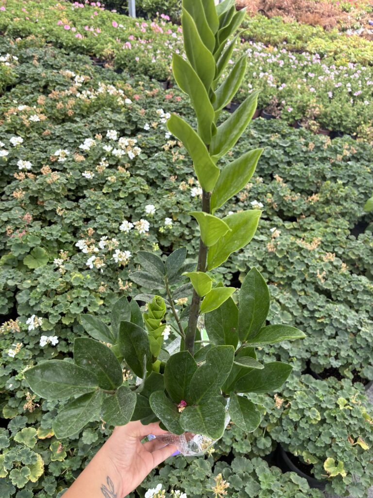 Zamia bitkisinin yeni ve olgun yaprakları bir arada