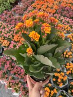 Güneş Narı Katlı Kalanşo (Kalanchoe blossfeldiana Calandiva Group) - Görsel 2