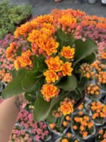 Güneş Narı Katlı Kalanşo (Kalanchoe blossfeldiana Calandiva Group)