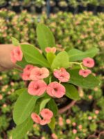 Hollanda Kökenli Pink Butterfly Dikenler Tacı (Euphorbia milii) - Görsel 3