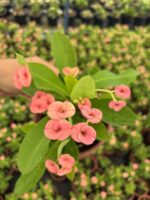 Hollanda Kökenli Pink Butterfly Dikenler Tacı (Euphorbia milii)