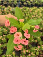 Hollanda Kökenli Pink Butterfly Dikenler Tacı (Euphorbia milii) - Görsel 2