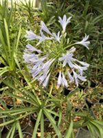 Mavi Afrika Zambağı (Agapanthus africanus) - Görsel 3