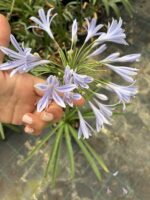 Mavi Afrika Zambağı (Agapanthus africanus)