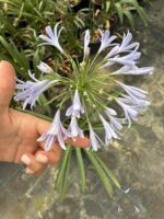 Mavi Afrika Zambağı (Agapanthus africanus) - Görsel 2