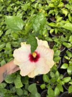 Ayışığı Pembesi Japon Gülü (Hibiscus × rosa-sinensis) - Görsel 2